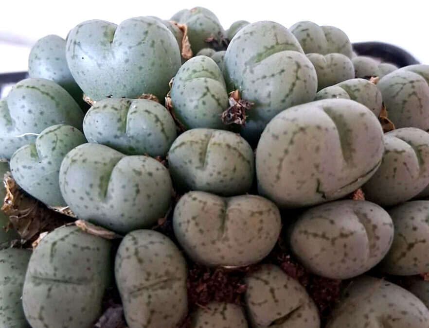 Plantas de colección