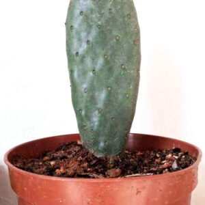 Opuntia titania